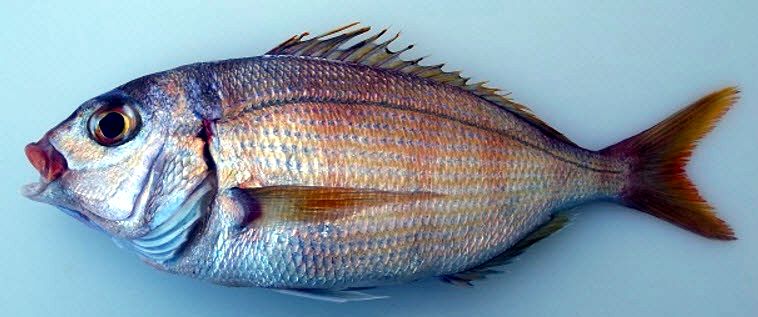 Pagellus bellottii_07.jpg